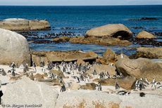 Brillenpinguin (144 von 148).jpg